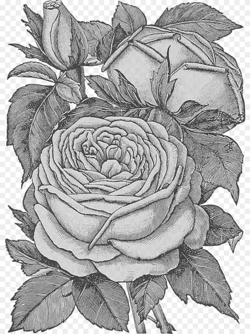 Flowers Roses Pencil Drawing Bouquet Of Flowers, Art, Flower, Plant, Rose Free Transparent Png