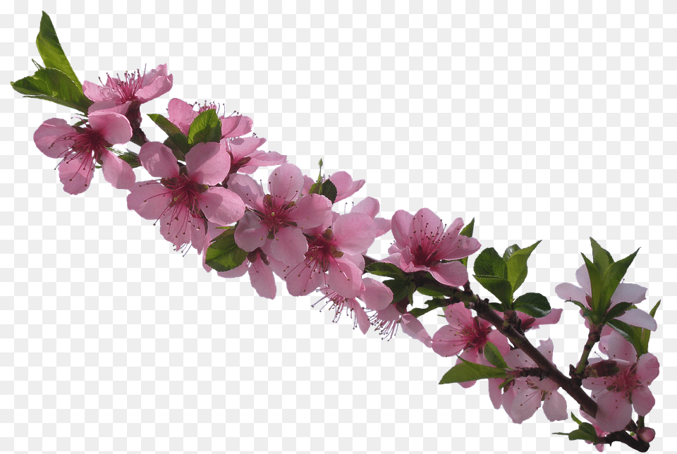 Flowers Tubes, Flower, Geranium, Plant, Cherry Blossom Free Png
