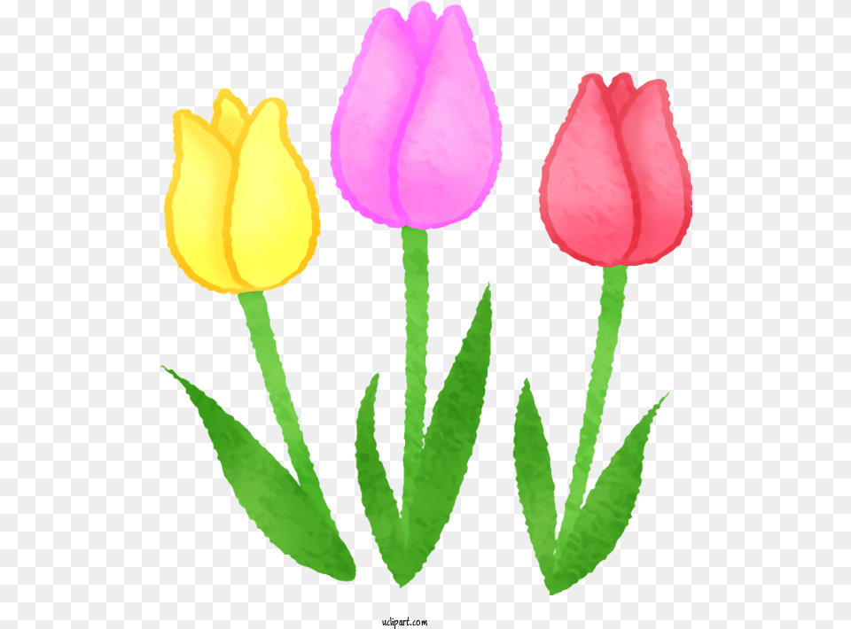 Flowers Tulip Drawing For Tulip Clipart Flowers Clip Art Lovely, Flower, Plant Free Transparent Png