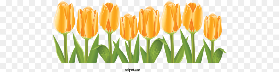 Flowers Tulip Flower Drawing For Tulips Clip Art, Plant Png Image