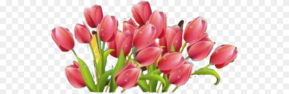 Flowers Tulips Growth Pink Sticker By Carrie Fouts March 8, Flower, Plant, Flower Arrangement, Flower Bouquet Free Transparent Png