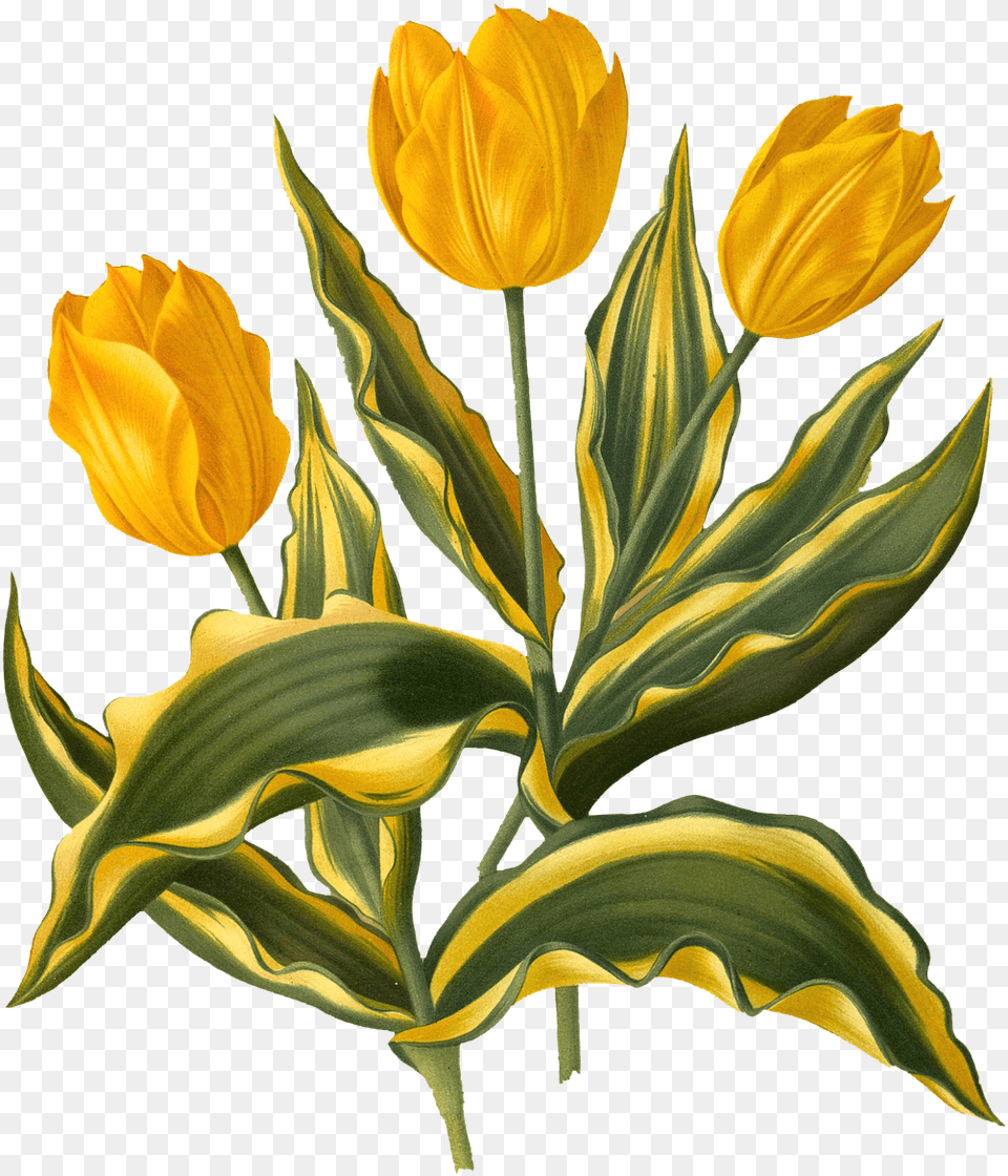 Flowers Tulips Yellow Free On Pixabay Tulip, Flower, Petal, Plant, Leaf Png