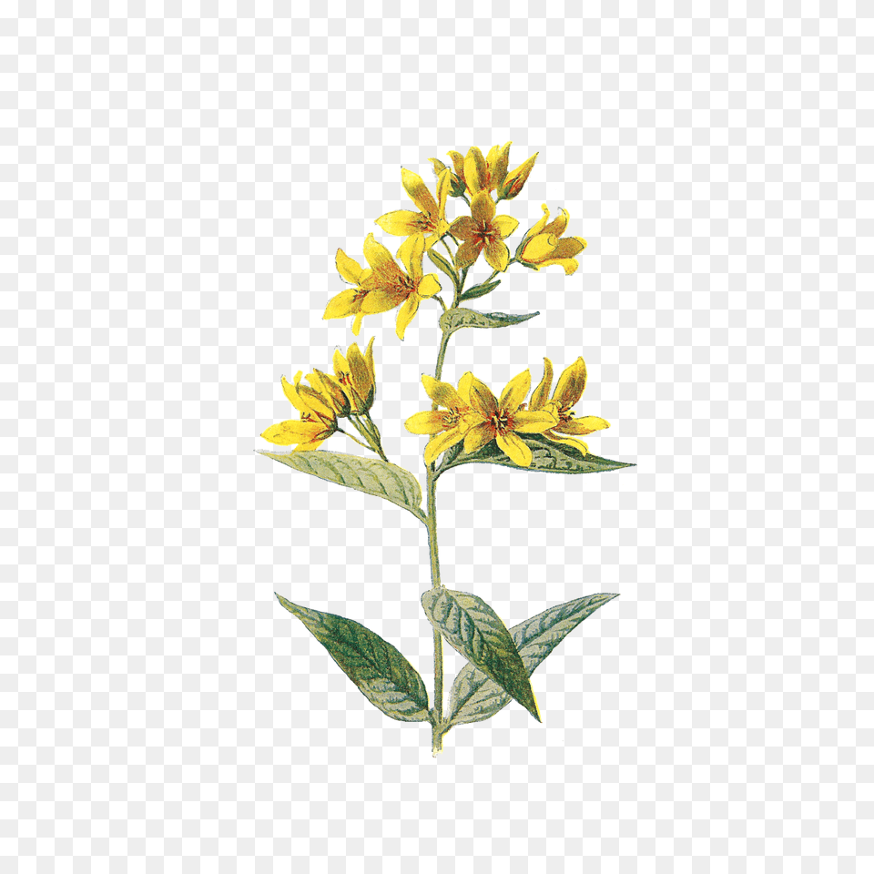 Flowers Tumblr Aesthetic Nichememes Tumblr Flowers Yellow Flower Aesthetic, Acanthaceae, Leaf, Petal, Plant Free Png Download