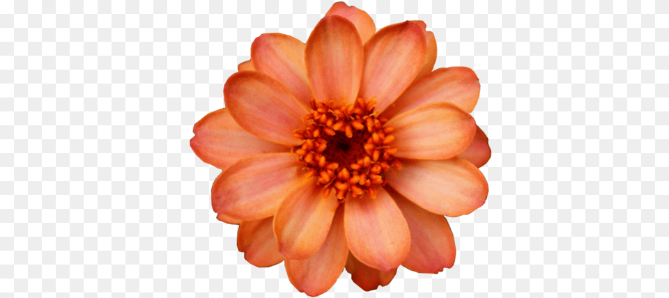 Flowers Tumblr Flower Transparent, Dahlia, Daisy, Petal, Plant Free Png