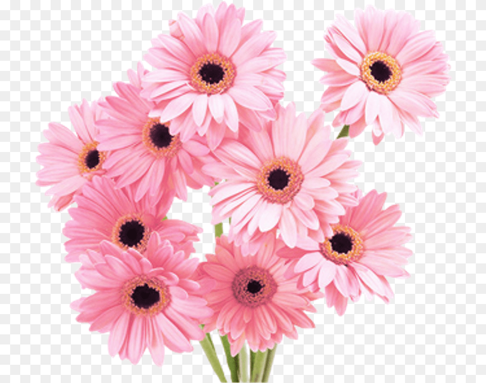 Flowers Tumblr Flowers, Daisy, Flower, Plant, Petal Png