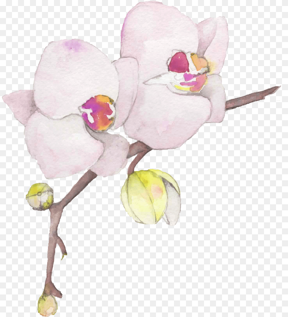 Flowers U2014 Wildblumen Ink Orchid, Flower, Plant, Petal, Rose Png Image