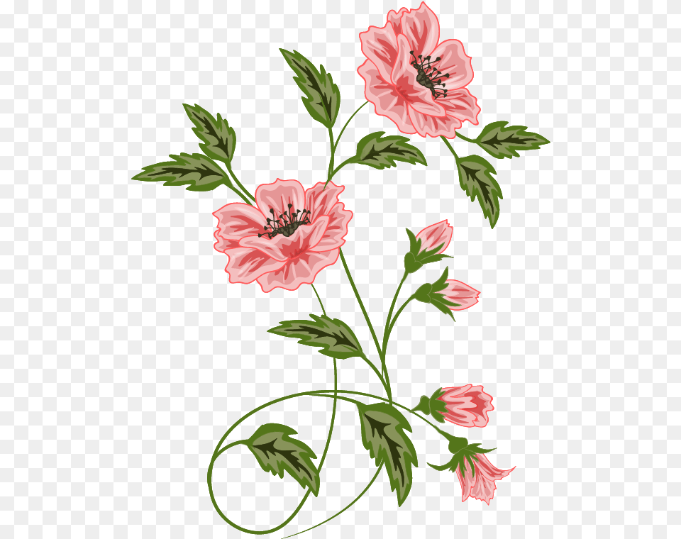 Flowers Vector Flora Pattern Borders And Frames Flowers Vector, Flower, Plant, Hibiscus, Rose Free Png