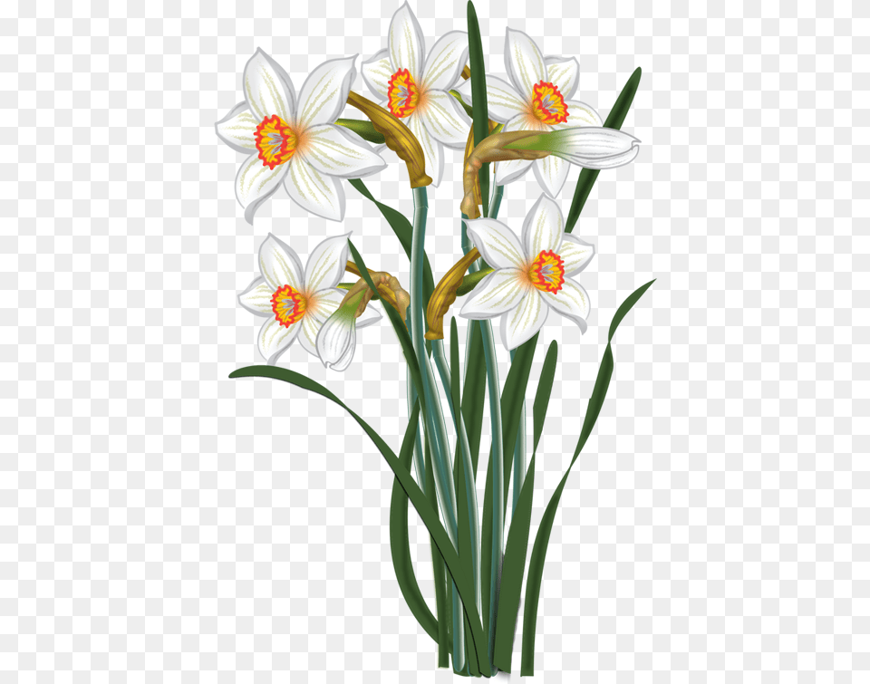 Flowers Vector Narcissus Malowanki Clip Art Of The Flower Narcissus, Daffodil, Plant, Anther Free Png