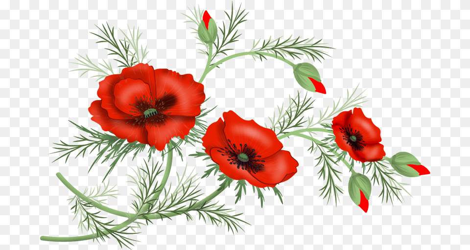 Flowers Vector Poppies, Flower, Plant, Pattern, Poppy Free Png