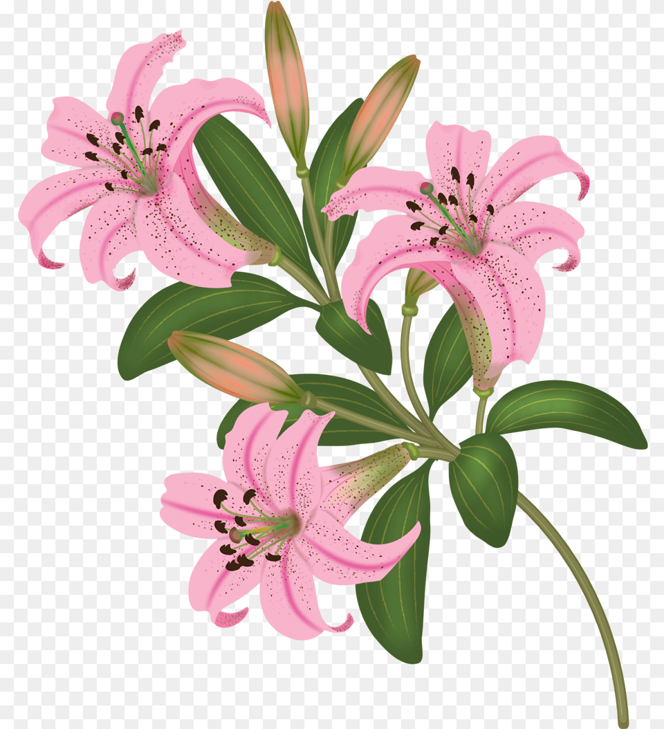 Flowers Vector Stargazer Lily, Anther, Flower, Plant Png Image