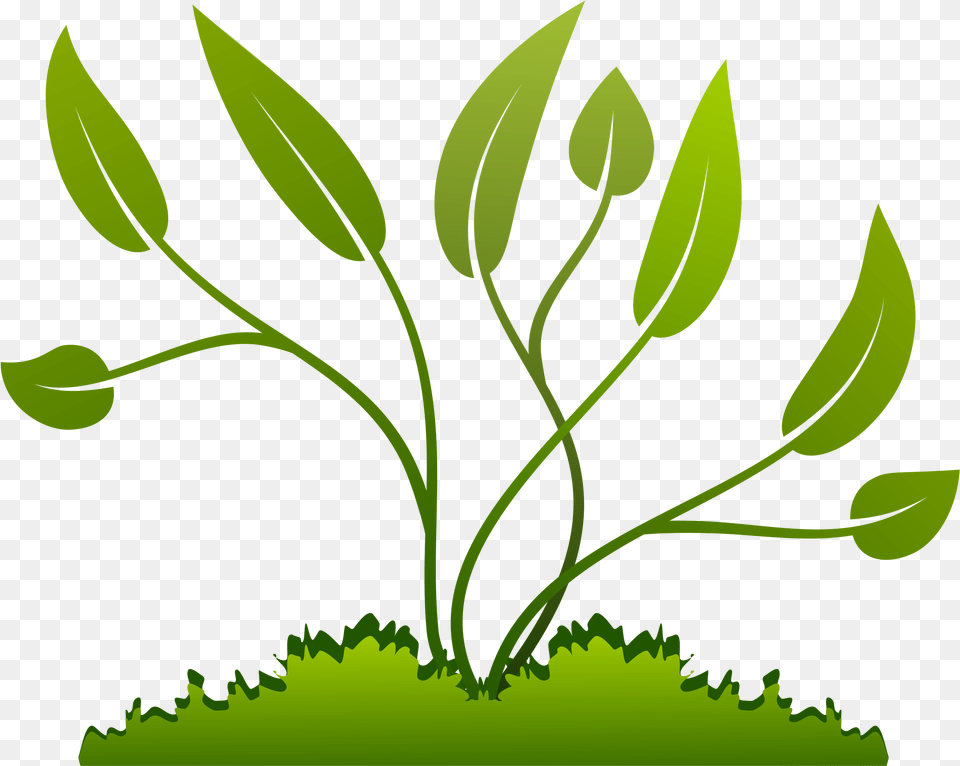 Flowers Vectors Clipart Plant Plants Clipart, Green, Leaf, Moss, Grass Free Png Download