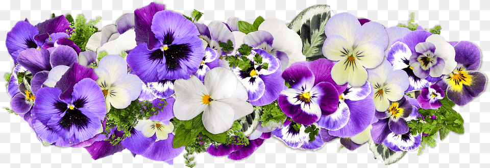 Flowers Violet Presentation, Flower, Plant, Pansy, Purple Free Png Download