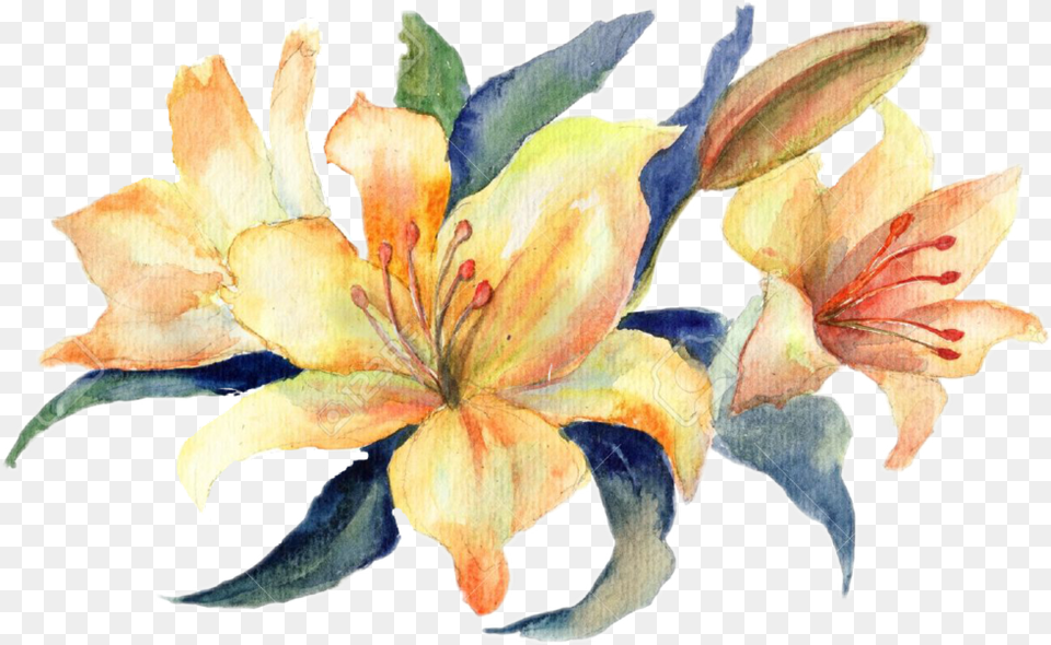 Flowers Watercolor Lily Flower, Plant, Face, Head, Person Free Png