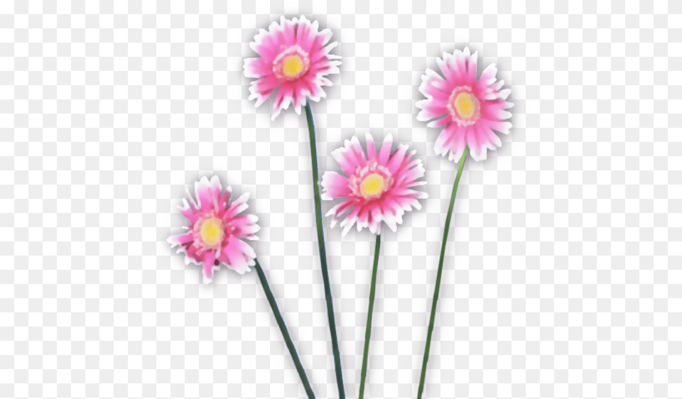 Flowers Watercolor Pink Images Vector Girly, Daisy, Flower, Plant, Anther Png Image