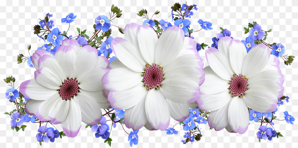 Flowers White And Blue Floral Verse Blue White Flowers Anemone, Daisy, Flower, Plant Free Transparent Png