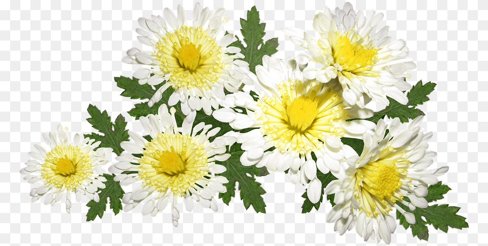 Flowers White Chrysanthemum Mothers Hoa Cc Trng, Daisy, Flower, Plant, Petal Free Png