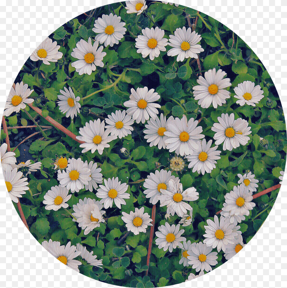 Flowers White Green Nature Circle Background Oxeye Daisy, Flower, Plant, Herbal, Herbs Png
