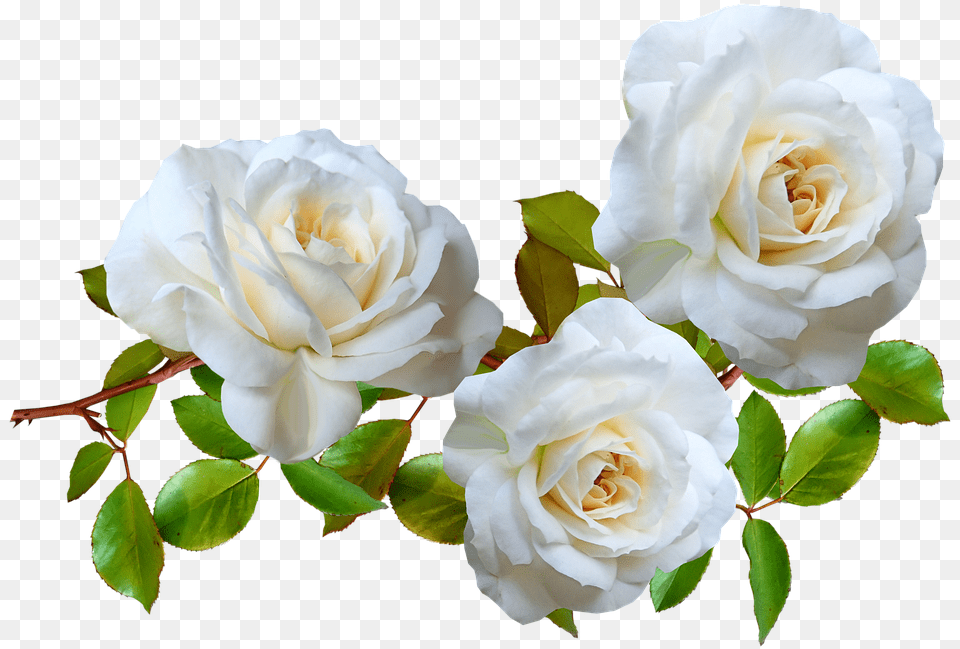 Flowers White Roses, Flower, Plant, Rose, Petal Free Png