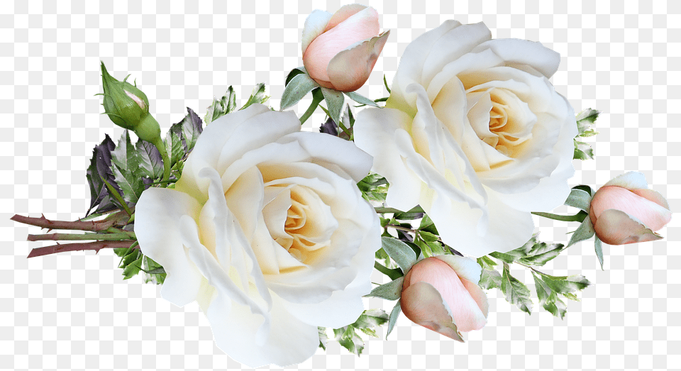 Flowers White Roses Garden Roses, Flower, Flower Arrangement, Flower Bouquet, Plant Free Png Download