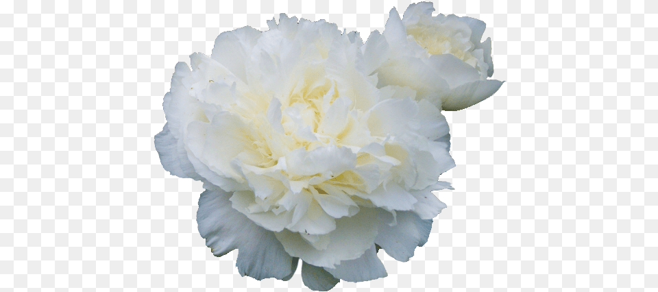 Flowers White White Peonies No Background, Carnation, Flower, Plant, Rose Free Png