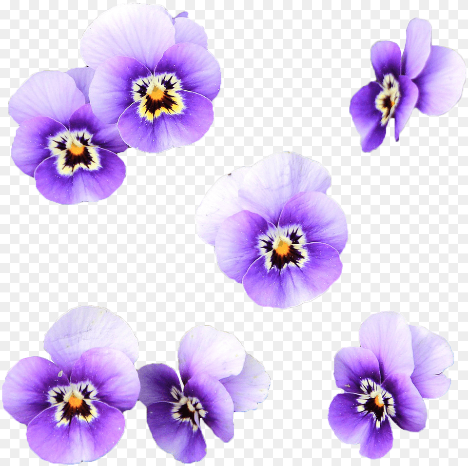Flowers Wild Flower Transparent Flores Color Lila, Plant, Anemone, Pansy Png Image