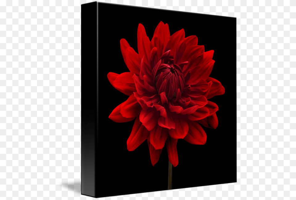 Flowers With Black Background, Dahlia, Flower, Plant Png Image