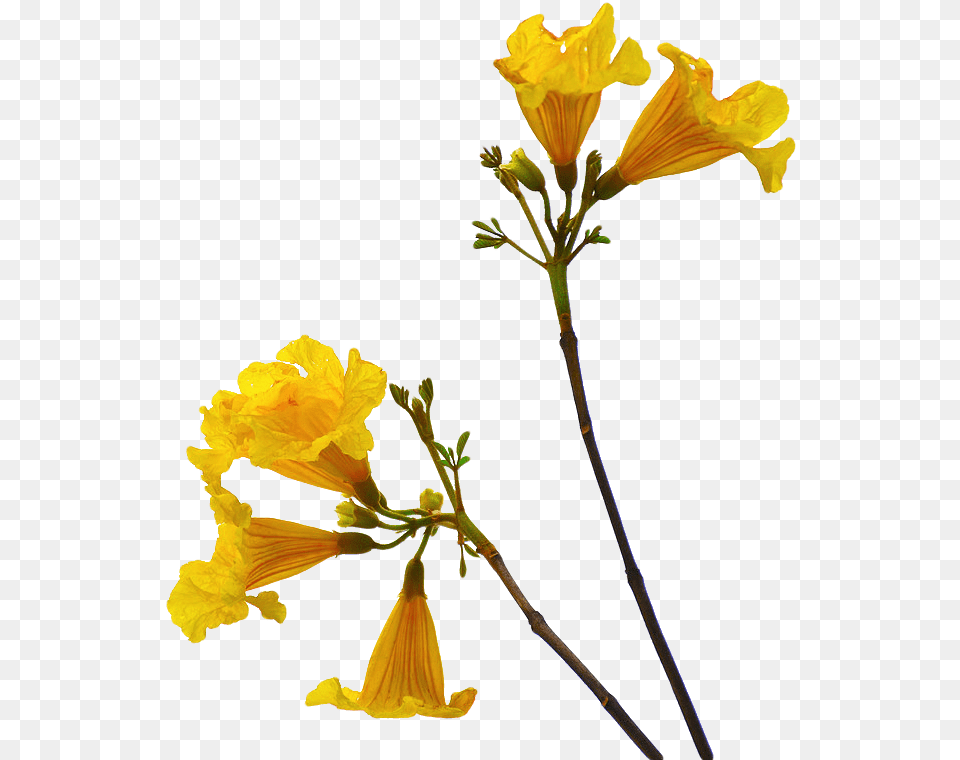 Flowers With Stem, Flower, Petal, Plant, Daffodil Free Transparent Png