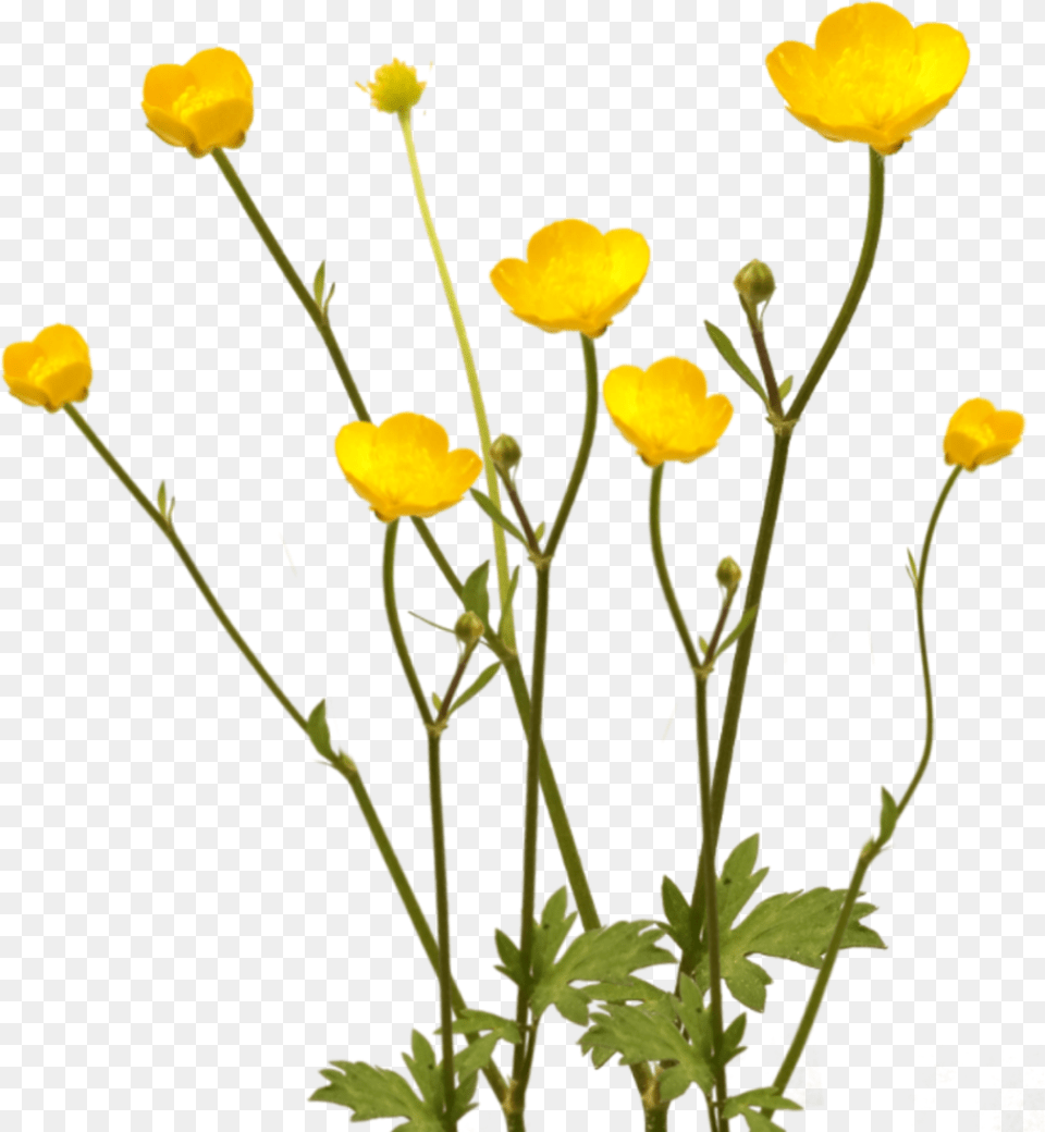 Flowers Yellow Overlay Buttercups Lawn Wildflowers Buttercup Flower Petal, Plant, Geranium, Anemone Free Transparent Png