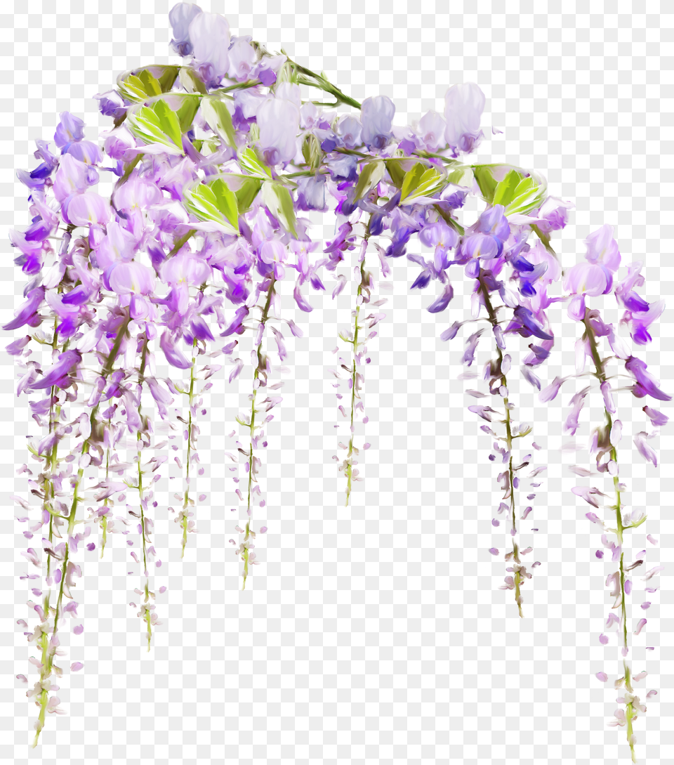 Flowersfreetoedit Wisteria Flower, Plant, Purple, Lavender, Petal Free Transparent Png