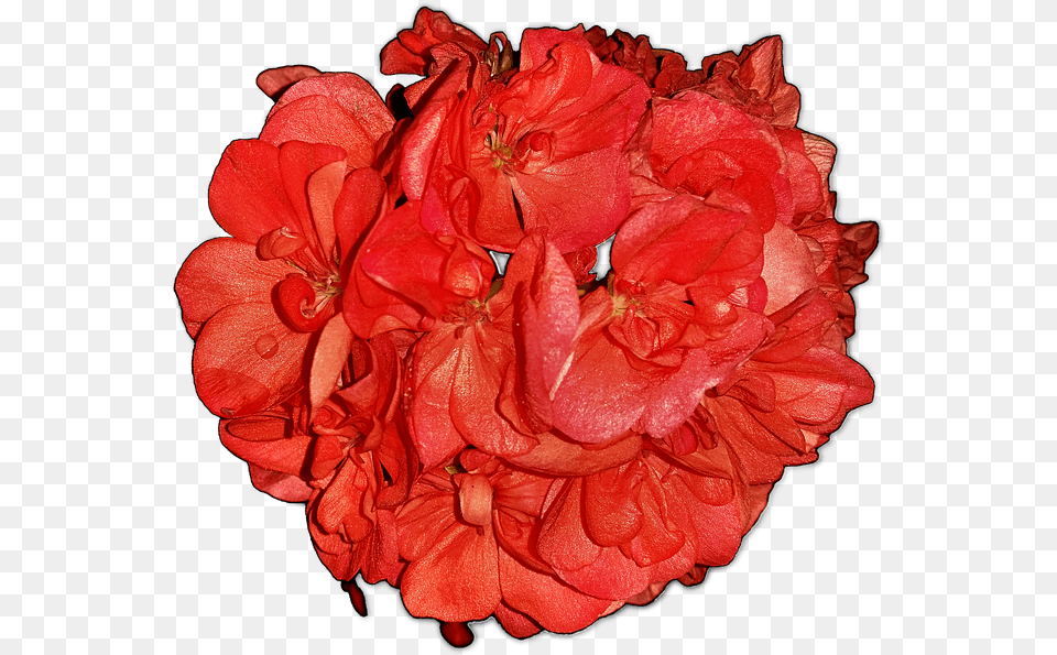 Flowerspelagoniahome Flowerspngfree Pictures Hybrid Tea Rose, Flower, Geranium, Plant, Petal Free Png