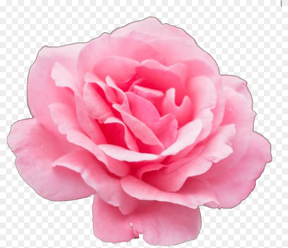 Flowerstickers Flower Flowers Pink Pinkflower Cleveland, Petal, Plant, Rose, Carnation Free Png Download