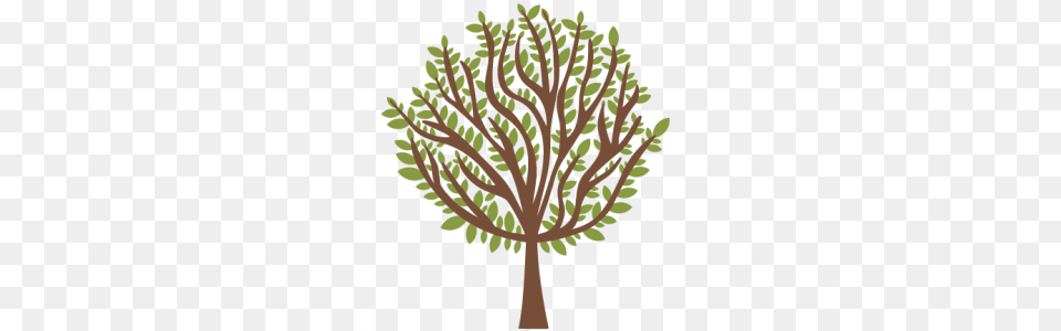 Flowerstrees, Plant, Oak, Tree Trunk, Sycamore Png