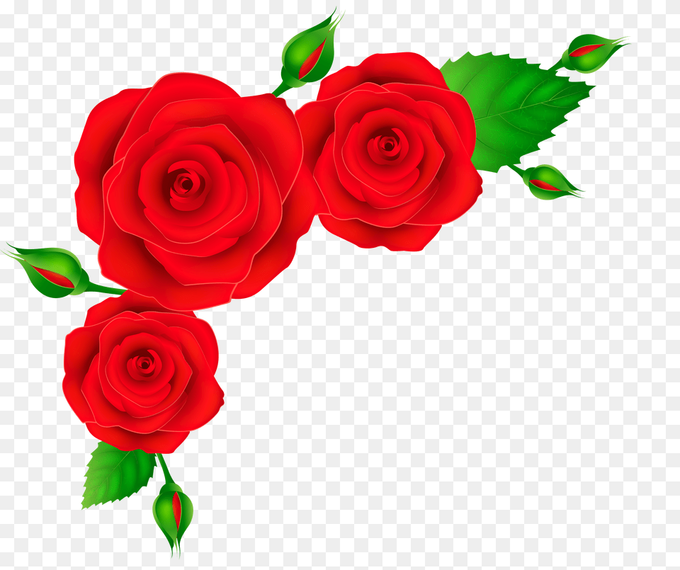 Flowery Red Roses Rose Png Image