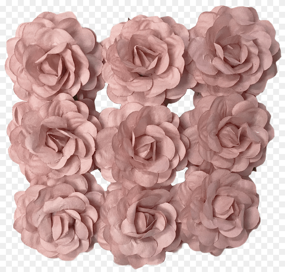 Flr Garden Roses, Flower, Petal, Plant, Rose Free Png Download