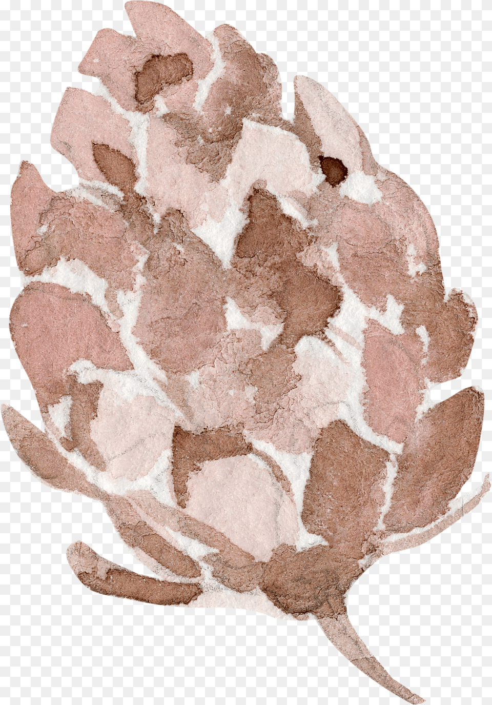 Flr Protea, Baby, Person, Rock Free Png