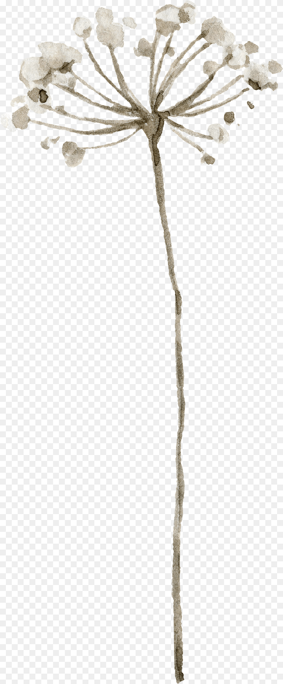 Flr Twig, Flower, Plant Png