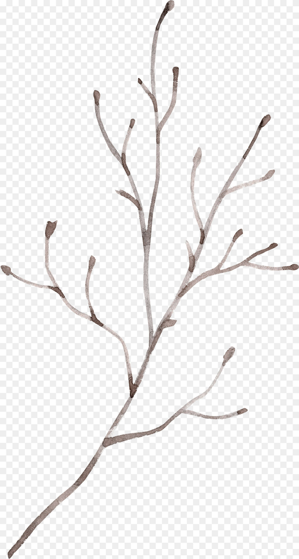 Flr Twig, Plant, Art, Drawing, Flower Free Transparent Png