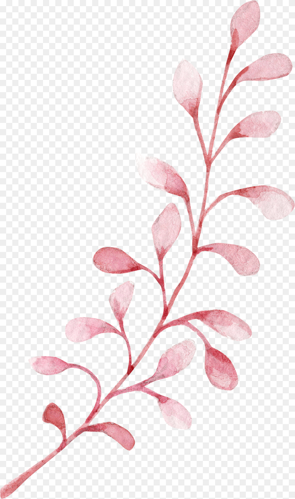 Flr Watercolor Painting, Flower, Leaf, Petal, Plant Free Png