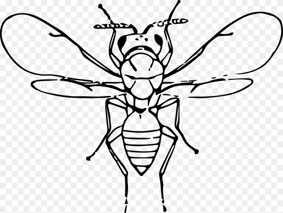 Flu Bug Clip Art Insect, Gray Free Png Download