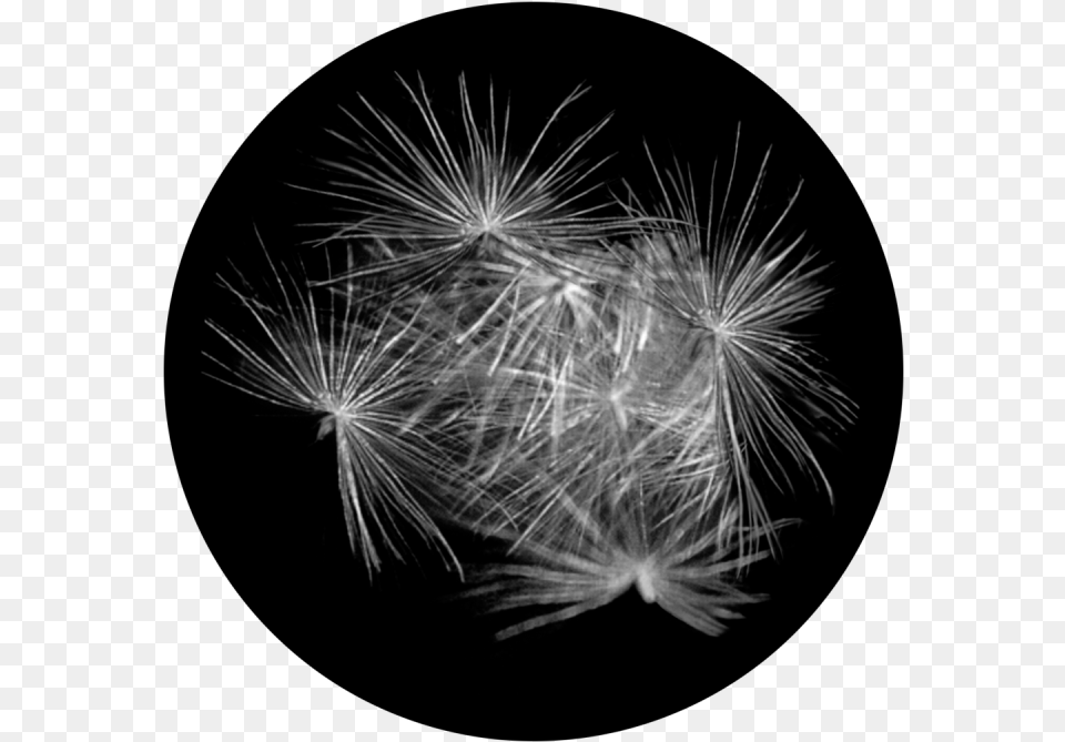 Fluffy Apollo Fluffy Glass Gobo Sr, Flower, Plant, Dandelion Free Png