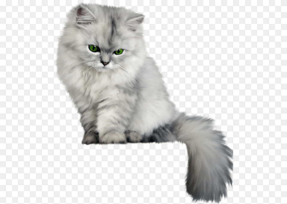 Fluffy Cat Background, Angora, Animal, Mammal, Pet Free Png Download