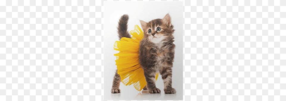 Fluffy Cat In Costume, Animal, Kitten, Mammal, Pet Png