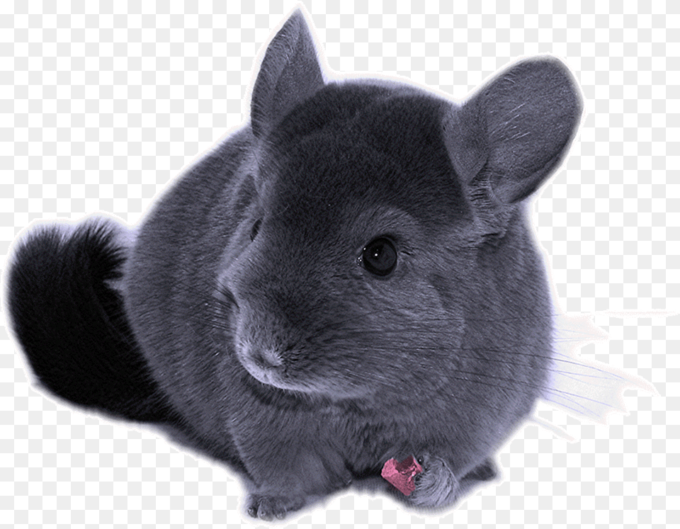 Fluffy Chinchilla Razmeri Shinshilli, Animal, Mammal, Rodent, Bear Free Png