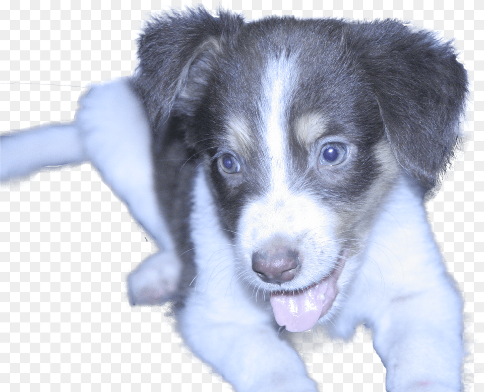 Fluffy Companion Dog Free Png Download