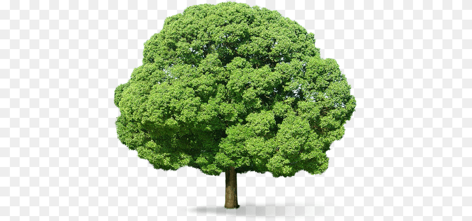 Fluffy Tree, Oak, Plant, Sycamore, Maple Png