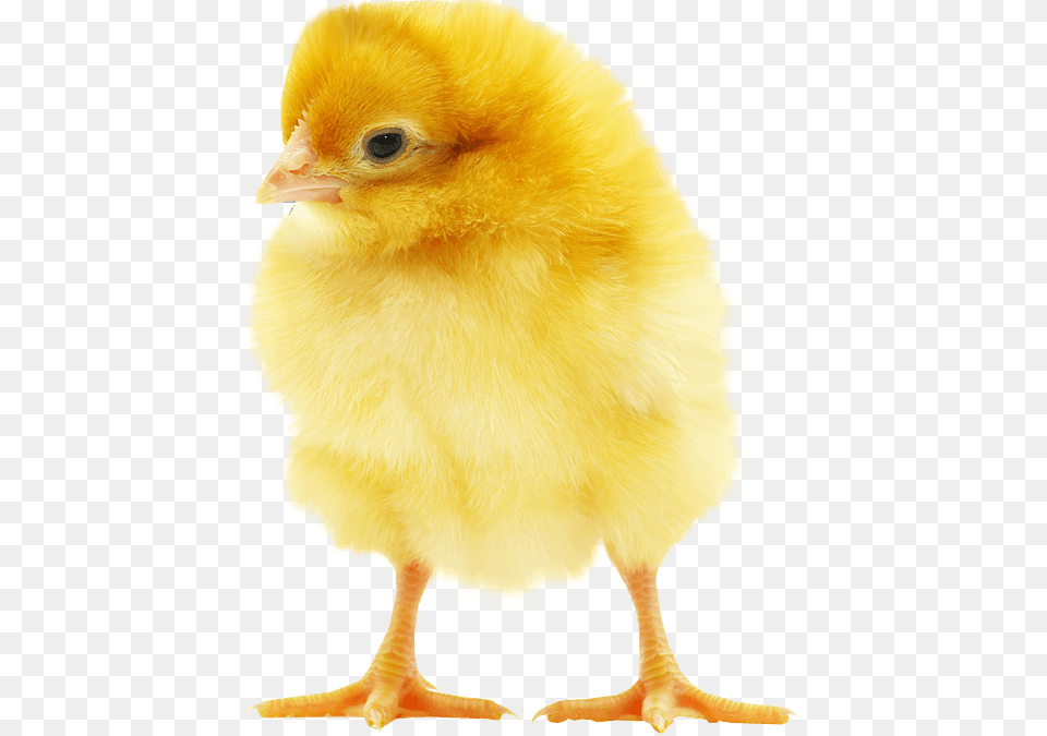 Fluffy Yellow Chick, Animal, Bird, Chicken, Fowl Free Png