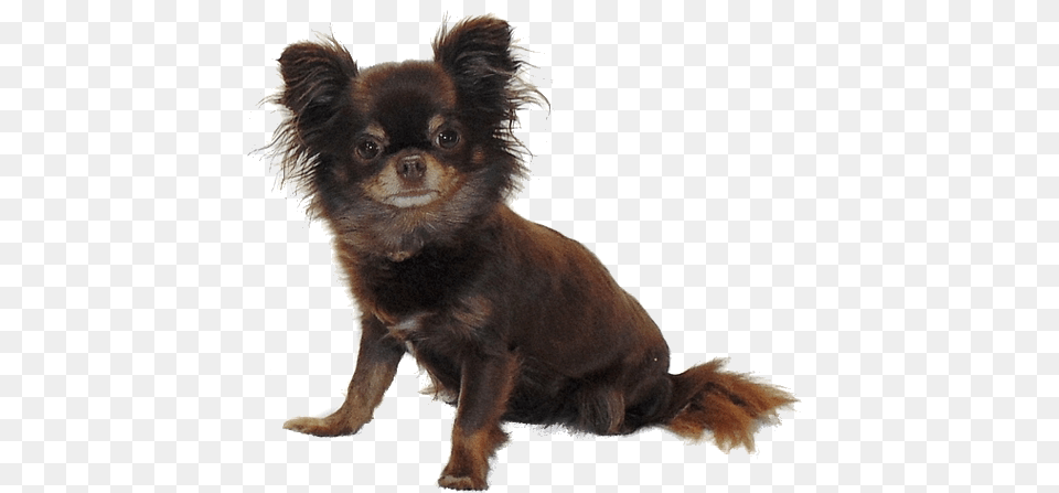 Flufie Paradise, Animal, Canine, Dog, Mammal Png