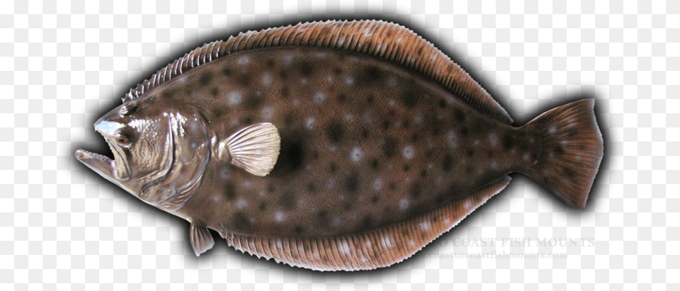 Fluke Fish Mount Replica Sole, Animal, Sea Life, Halibut Free Png