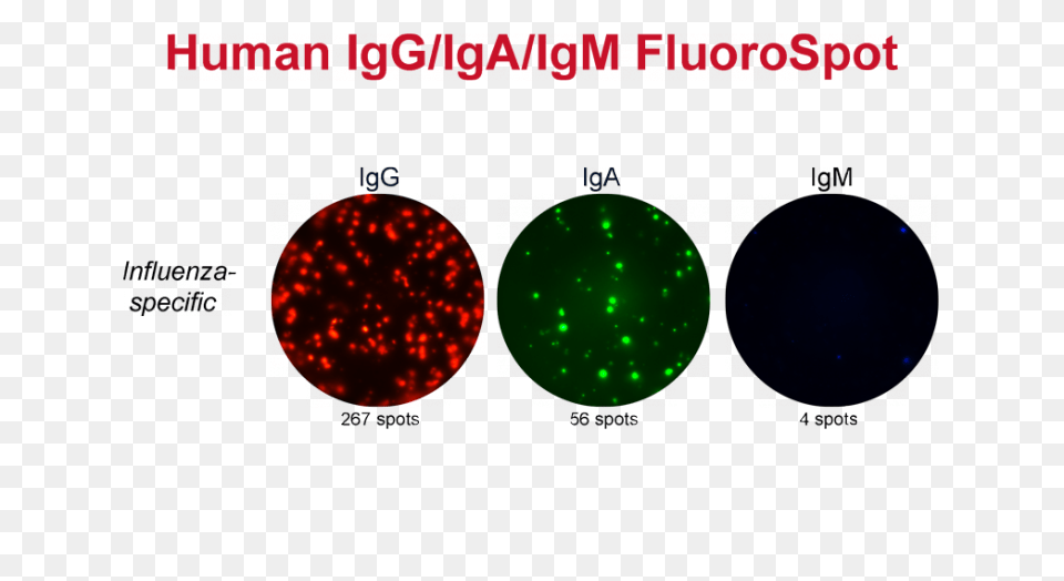 Fluorospot Analysis Of In Vivo Activated Human B Cells B Cell Fluorospot, Light, Balloon, Traffic Light, Sphere Free Png Download