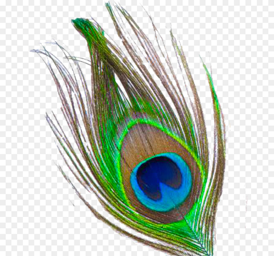 Flute Clipart Peacock Feather, Animal, Bird Free Transparent Png